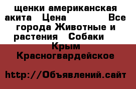 щенки американская акита › Цена ­ 30 000 - Все города Животные и растения » Собаки   . Крым,Красногвардейское